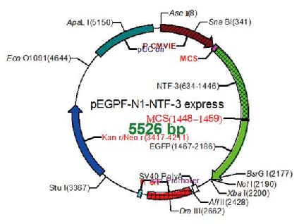 plasmid-example